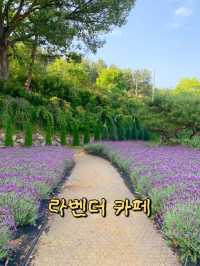 부산 라벤더 명소! 부산근교카페💜🪻✨