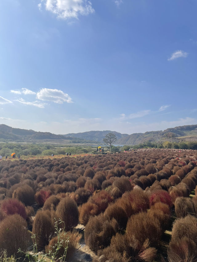 🍂 가을의 결, 연천에서 하루