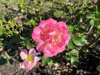 Royal Botanic Garden Sydney – Scenic, Spacious, and Free!