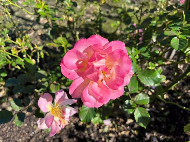 Royal Botanic Garden Sydney – Scenic, Spacious, and Free!