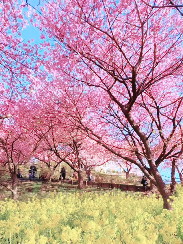 A Botanical Daydream in Bloom at Makino Park