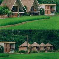 รีสอร์ทท่ามกลางทุ่งนาสีเขียว บรรยากาศดีสุดๆ 🍃🌾