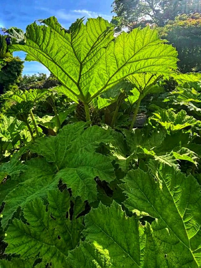 Queen Elizabeth Park – Vancouver’s Elevated Garden Sanctuary