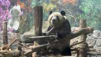 Dujiangyan Panda Valley  