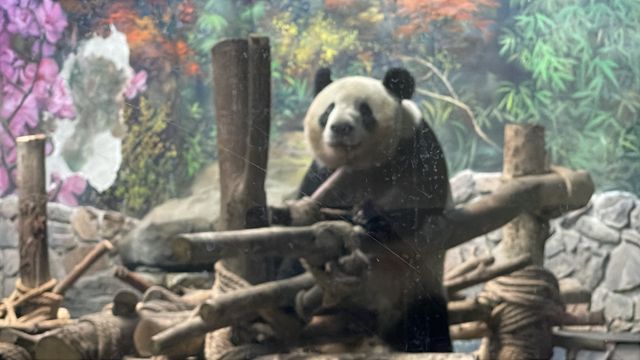 Dujiangyan Panda Valley  