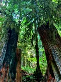 Pacific Spirit Regional Park – Vancouver’s Wild Coastal Forest