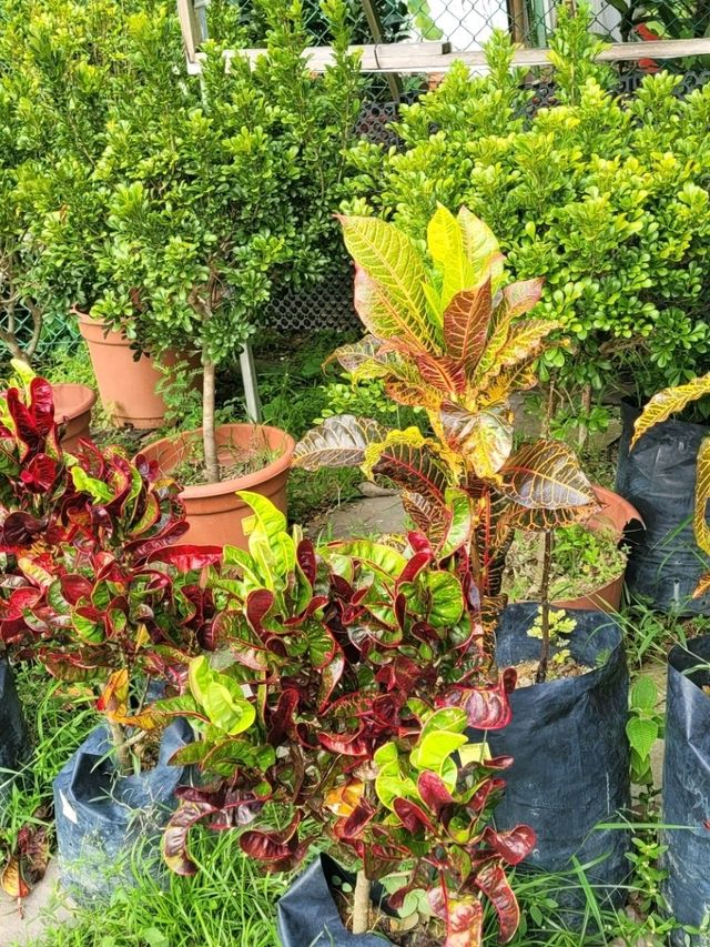 Visit Far East Flora to satiate your Spring fever!