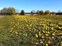 Where the River Knows Spring” — Longford Park Awakens 