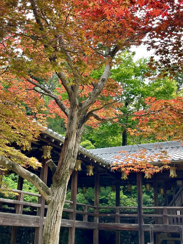 A Peaceful Day Strolling in Nagaokakyo