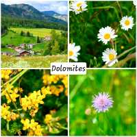 wild flowers