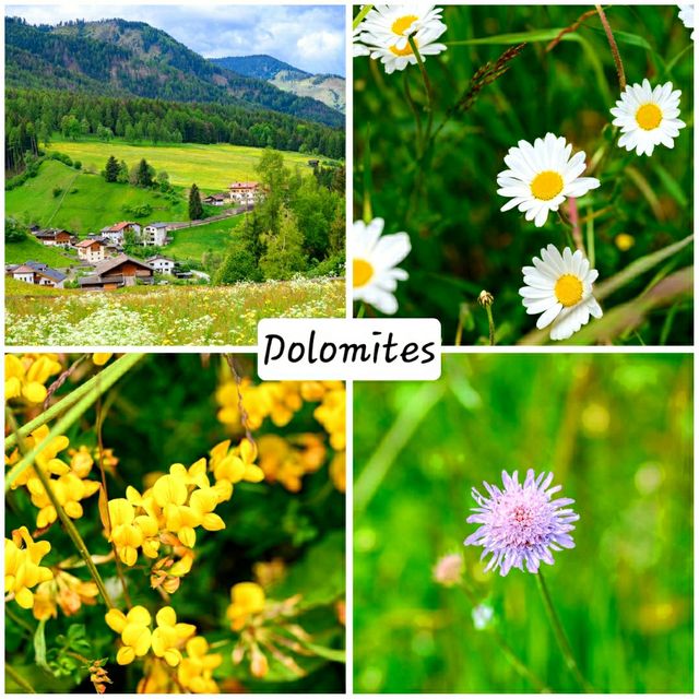 wild flowers