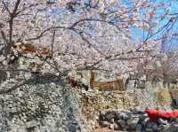 🌸Spring in Pakistan – A Season Like No Other