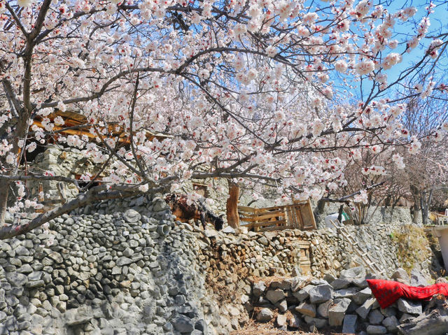 🌸Spring in Pakistan – A Season Like No Other