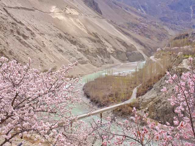 🌸Spring in Pakistan – A Season Like No Other