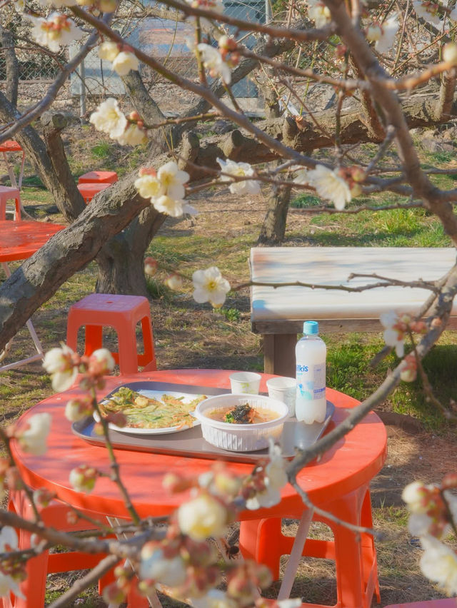 이번주는 매화 밑에서 파전에 막걸리 어때요?🌸🍶