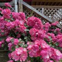 Flower Hill - Uminokamichi Seaside Park 