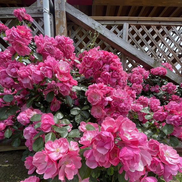 Flower Hill - Uminokamichi Seaside Park 