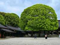 Meiji Shrine & Yoyogi Park – Tokyo’s Tranquil Core