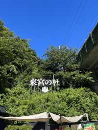 🌿【熱海・來宮神宮】樹齢2000年の御神木に会いに行く、癒しのパワースポット