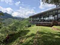 Escape the Heat, Embrace the Hills: One-Day Fun at Cameron Highlands!