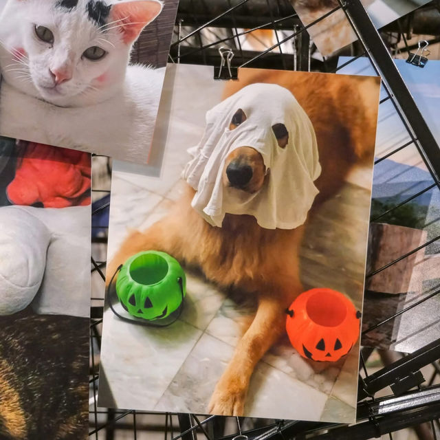ไปชมภาพน้องๆกันครับ 🐾🐾🧡