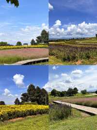 Singha Park, Chiangrai