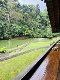 Pineyard Café — A Hidden Forest Dining Experience 