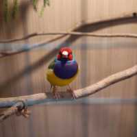 พามาชมงาน Westville Bird Paradise 