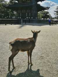 Deerly Beloved: The Day I Was Ambushed by Polite Deer in Nara, Japan