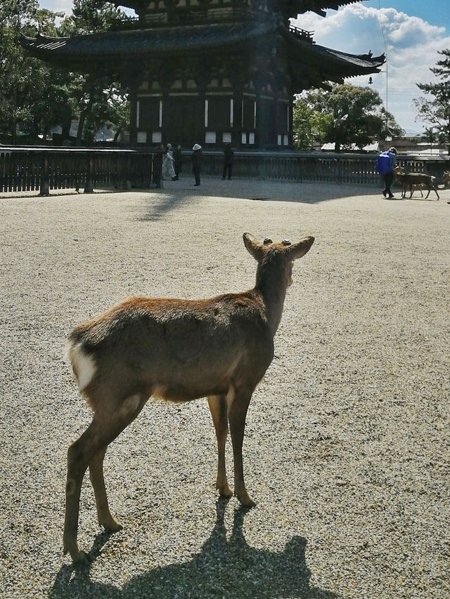 Deerly Beloved: The Day I Was Ambushed by Polite Deer in Nara, Japan