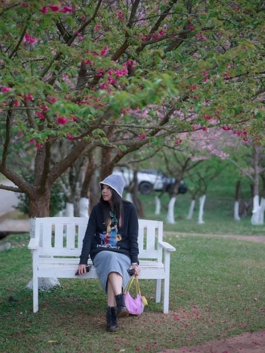 จุดชมซากุระและดอกไม้เมืองหนาวเมืองไทย