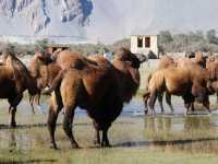 Srinagar - Ladakah - Khardungla -Nubra -Pangong 