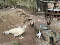 Farm In The City KL – A Fun and Hands-On Experience for the Whole Family