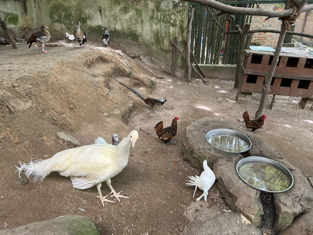 Farm In The City KL – A Fun and Hands-On Experience for the Whole Family
