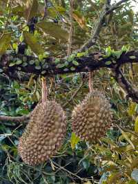 Hiking to Penang’s Hidden Glass House — With a Durian Surprise 