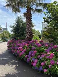 Hydrangeas Spot at the Eastern Part of Jeju