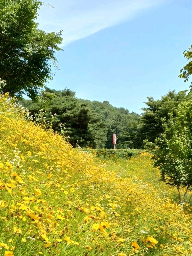 노란 꽃길 따라 걷는 봄날의 기적, 악양생태공원