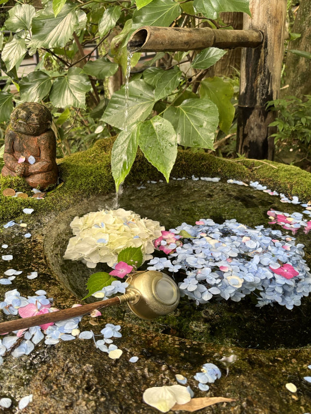 【福岡・篠栗】期間限定！紫陽花の池💜