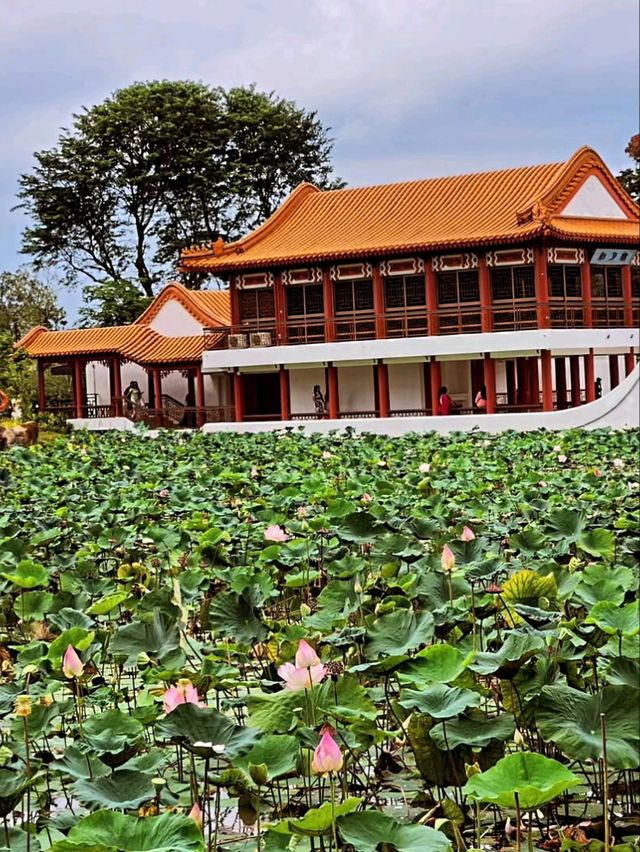 🏯🌸 Chinese Garden Singapore – A Peaceful Escape You’ll Love! 🌳✨