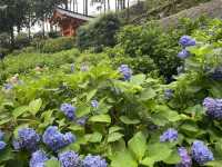 宇治人氣 過萬棵紫陽花 神社