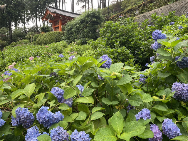 宇治人氣 過萬棵紫陽花 神社