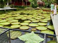 คาเฟ่บึงบัววิคตอเรียอลังการในภูเก็ต🪷