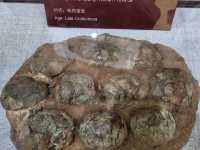 2025／06／17河南西峽恐龍蛋博物館