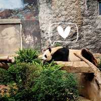 【マカオ】無料でパンダに会える公園がマカオにあった