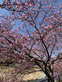Kawazu Cherry Blossoms
