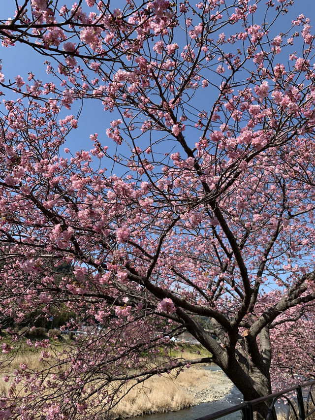 Kawazu Cherry Blossoms