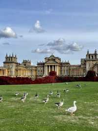 🏰 Blenheim Palace 一日遊攻略｜英國最華麗的非皇家「宮殿」體驗
