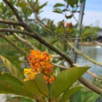 Chinese Garden & Japanese Garden (Free)