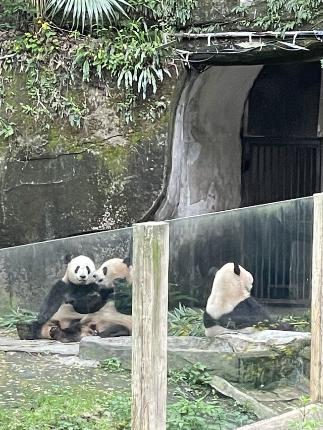 충칭 동물원으로 자이언트 판다 보러가기 