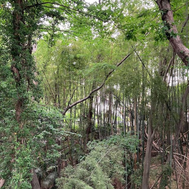 Todoroki Valley (Setagaya)